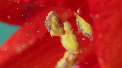 close-up of flower pollen and stamens underwater