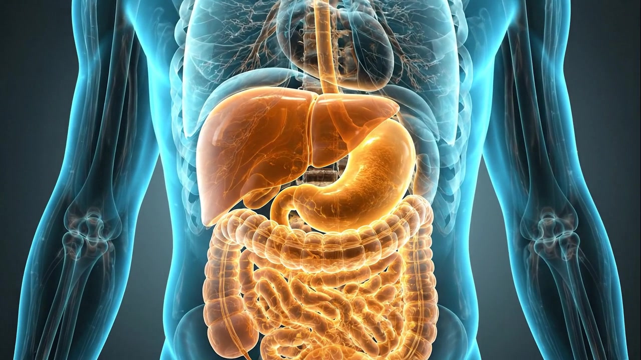 Stomaco e intestino luminosi evidenziati all'interno di una visualizzazione trasparente blu del torso umano