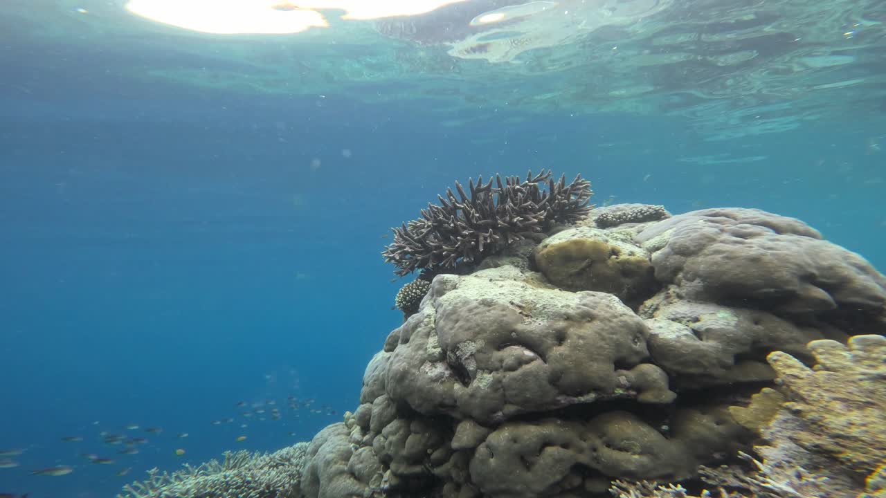 un coral acropora se encuentra prominentemente en una estructura de arrecife, rodeado de aguas azules claras