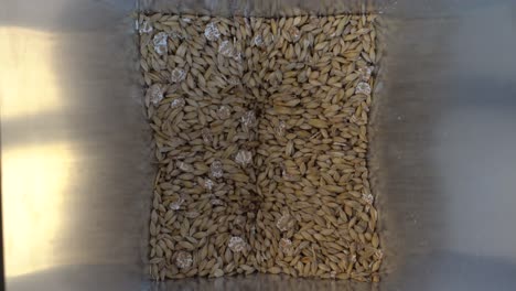 crushing malt grain in a steel malt crusher for homebrewing