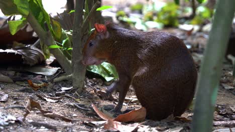 shy azara's agouti, dasyprocta azarae foraging on the ground, licking and preening its little claw, shaking its body to deter the flying insects under the canopy of trees