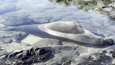 Una-Foca-Monje-Hawaiana-Descansando-Pacíficamente-En-Una-Clara-Piscina-De-Marea-A-Lo-Largo-De-La-Costa-Rocosa-De-Oahu,-Hawaii,-Destacando-La-Serena-Belleza-De-Esta-Especie-En-Peligro-De-Extinción-En-Su-Hábitat-Natural.