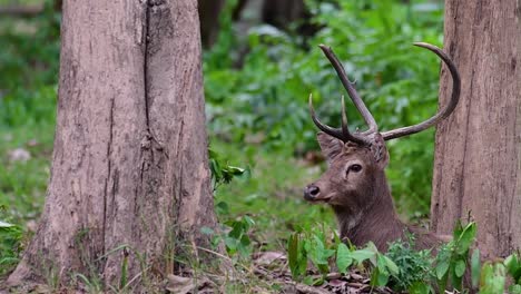 El-Ciervo-Del-Campo-Es-Una-Especie-En-Peligro-De-Extinción-Debido-A-La-Pérdida-De-Hábitat-Y-La-Caza