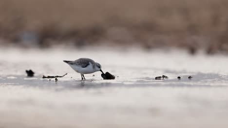 el plover de la nieve se alimenta en el hielo