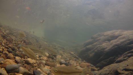 kaeng krachan national park is home to a lot of fantastic wild animals and the streams are life source of fresh water for animals to drink and for fish to swim around