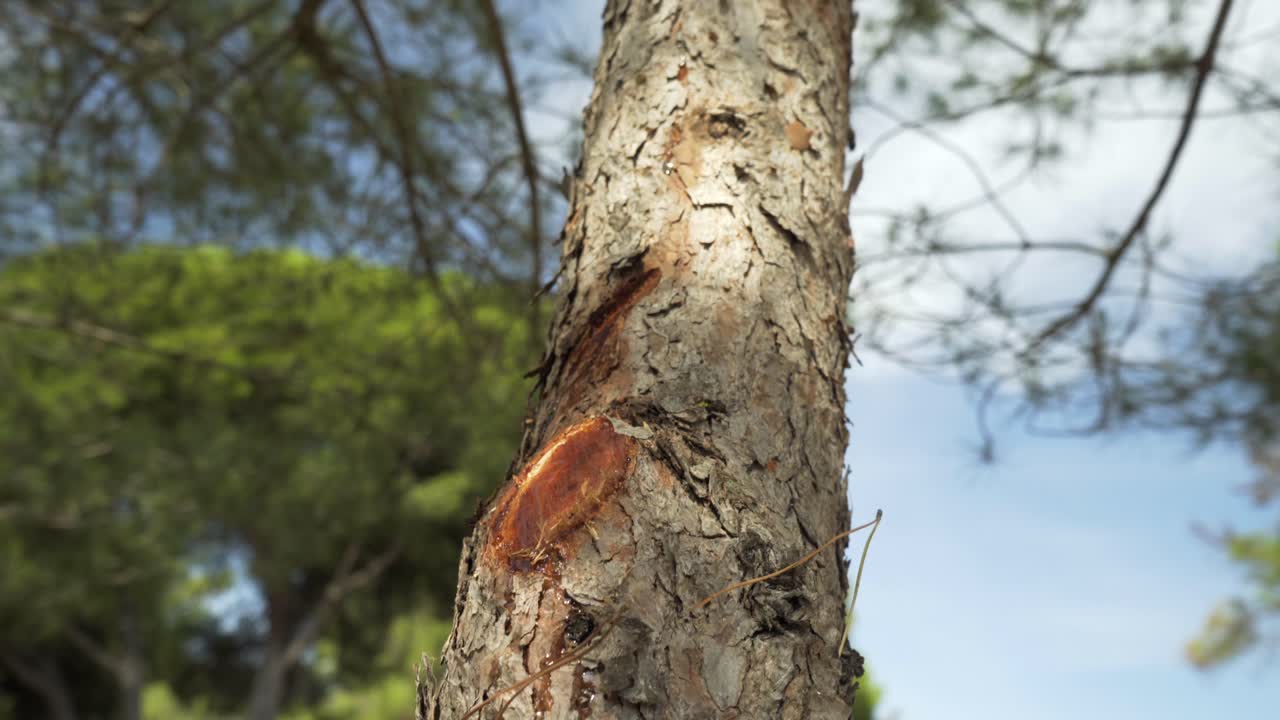 따뜻하고 화창한 날에 아름다운 상록수를 닫고 바람에 흔들리는 나뭇가지