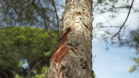 closeup of beautiful evergreen tree on a warm sunny day, branches waving in the wind