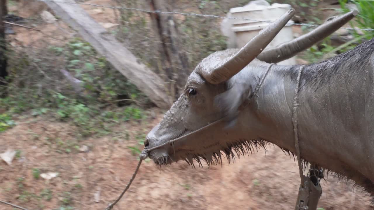 una buena foto de un búfalo de agua caminando, cubierto de barro en el norte de tailandia en el área de umphang en el sudeste asiático