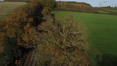 Flying-in-a-rural-area-near-many-fields-stands-a-big-tree,-this-is-a-drone-pan-up-and-over-the-tree