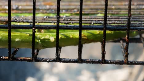 Delicious-fresh-asparagus-cooking-on-wood-burning-bqq,-close-up