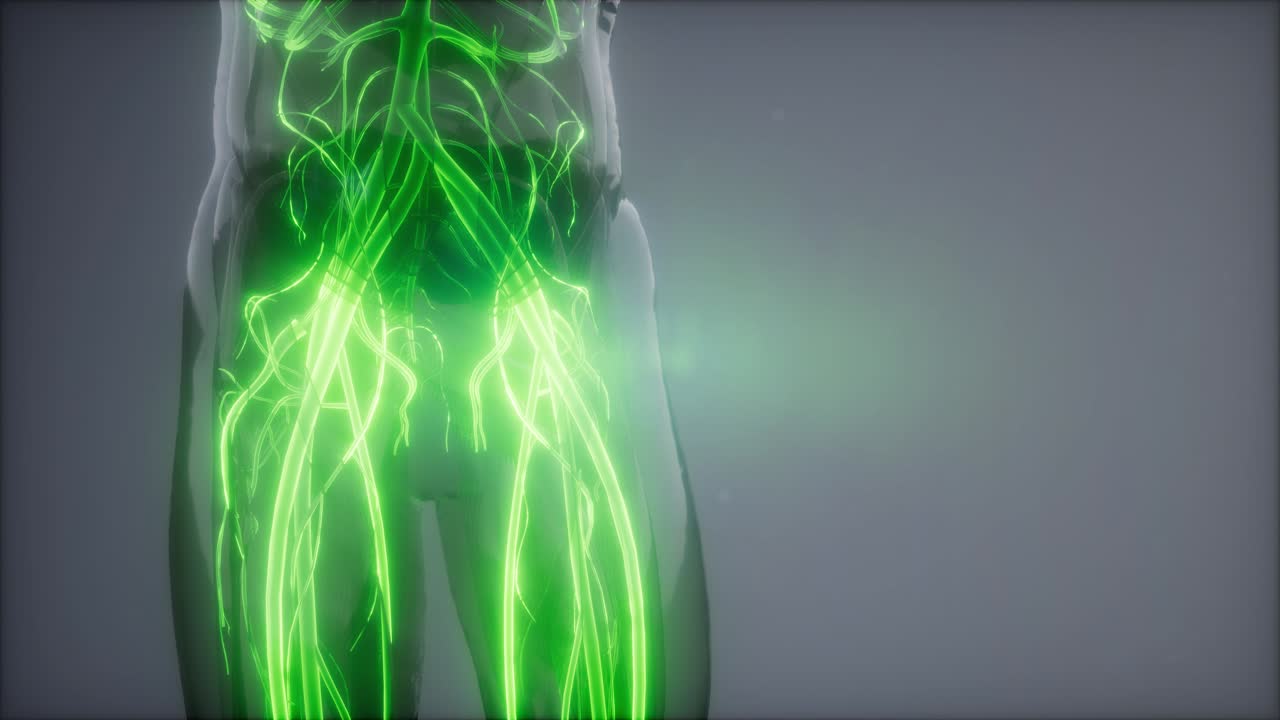 vasos sanguíneos del cuerpo humano