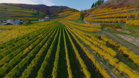 wachau fpv disparado ardiendo a lo largo de los viñedos amarillos de otoño en spitz