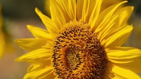 Close-up-sunflower-field-at-sunset