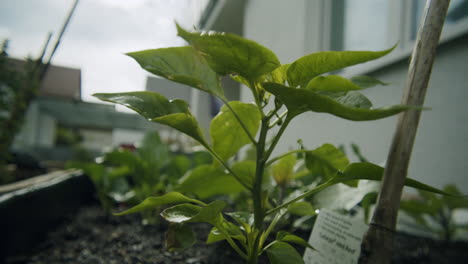 Primer-Plano-De-Gran-Angular-De-Una-Planta-De-Pimiento-Rojo-Que-Crece-En-Una-Cama-Elevada