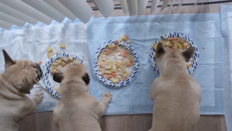 vista de arriba hacia abajo de los bulldogs franceses comiendo su comida saludable