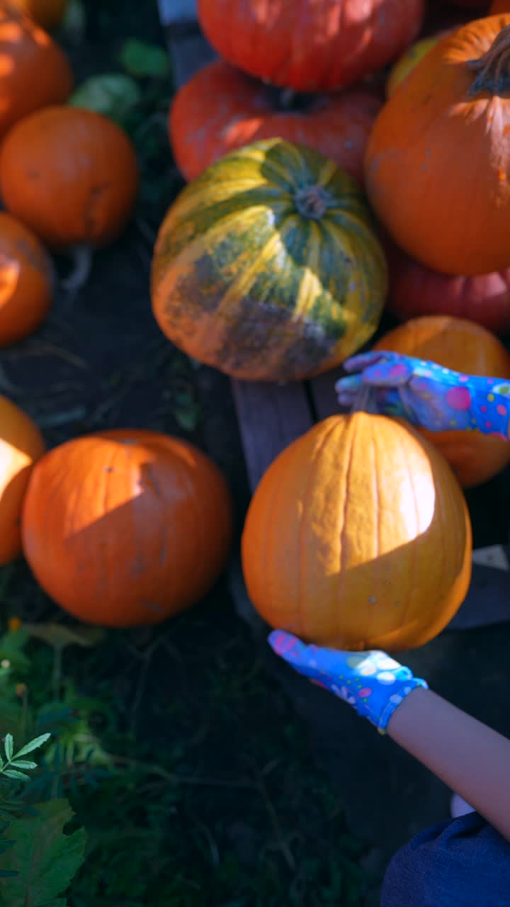 recogiendo calabazas en la granja