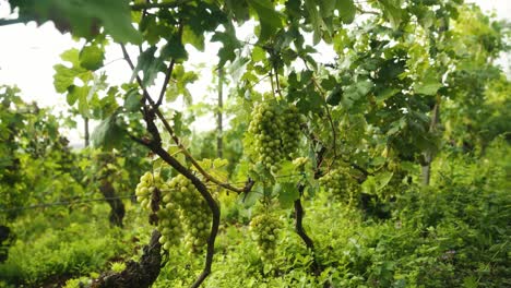 Natürliche-Vergewaltigungen-In-Den-Weinbergen-Italiens