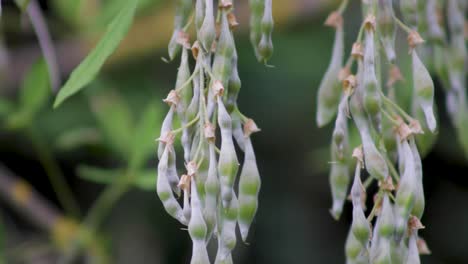 vainas de semillas altamente peligrosas y venenosas del árbol de laburno común colgando de una rama y balanceándose en la brisa