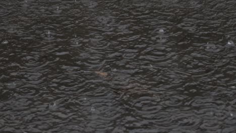 heavy rain, raindrops on the surface of the river with an irregular pattern