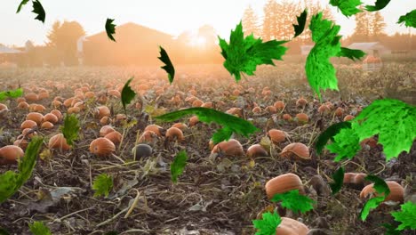 Animation-of-autumn-leaves-falling-over-pumpkin-patch