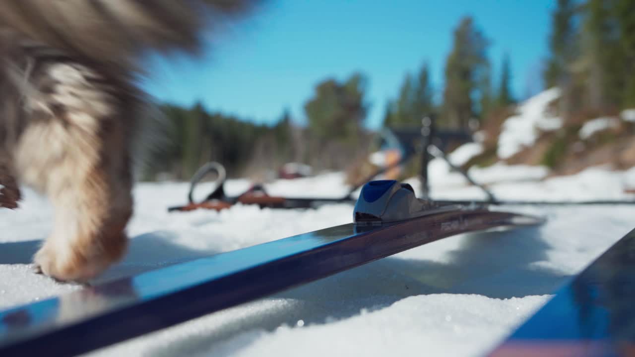 시베리아 고양이가 스키와 함께 눈에서  ⁇ 고 있습니다.