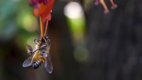 african honey bee's underbelly collects nectar and pollen flower, macro