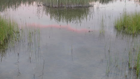 Water-surface-reflecting-the-sunset