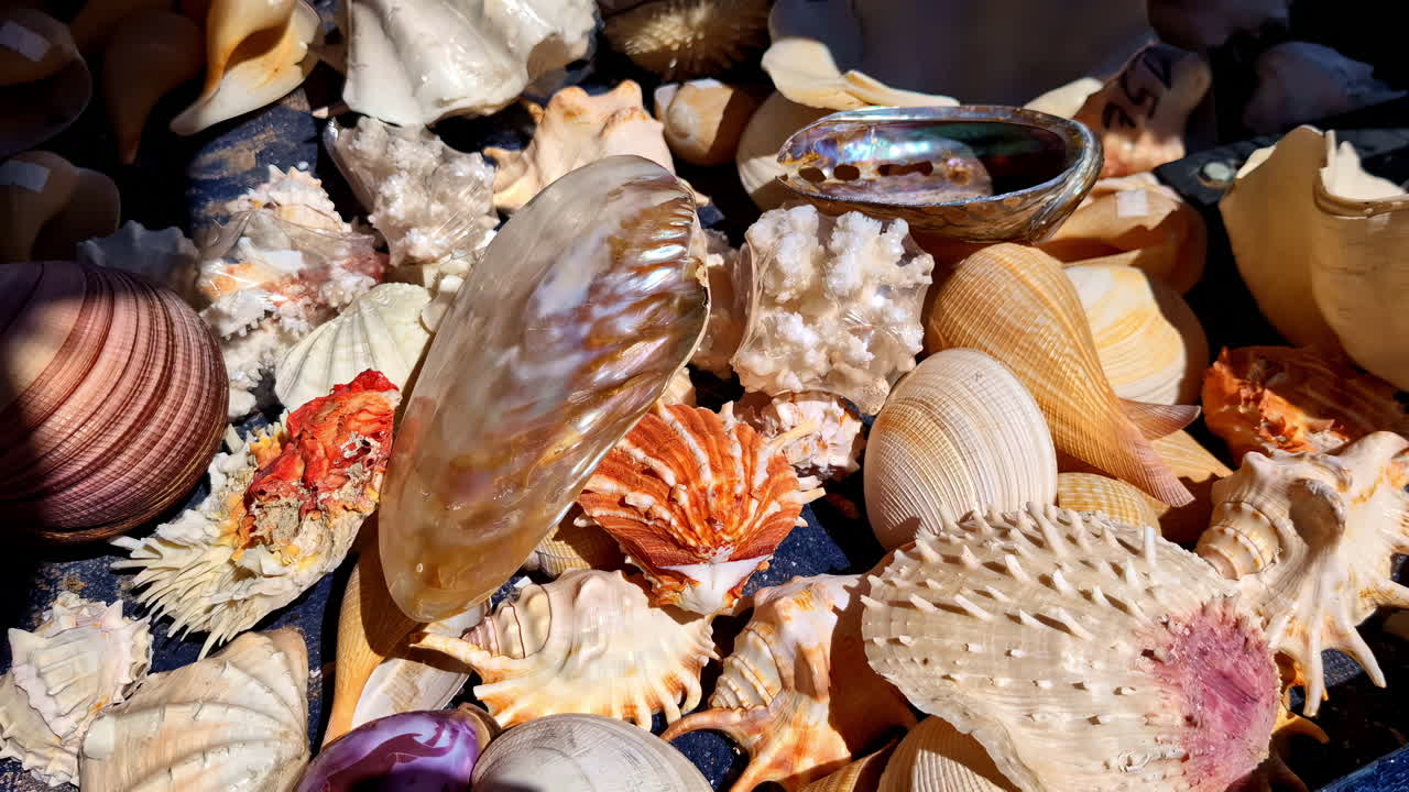 Selling Collection Of Sea Shells In The Old Town Of Chania In Crete Island, Greece. Close-up Shot