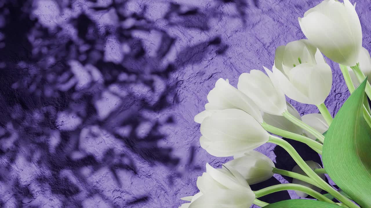 White tulip flowers on the right side casting shadows on textured purple wall. Floral spring composition. Springtime and Easter celebration concept. copy space.