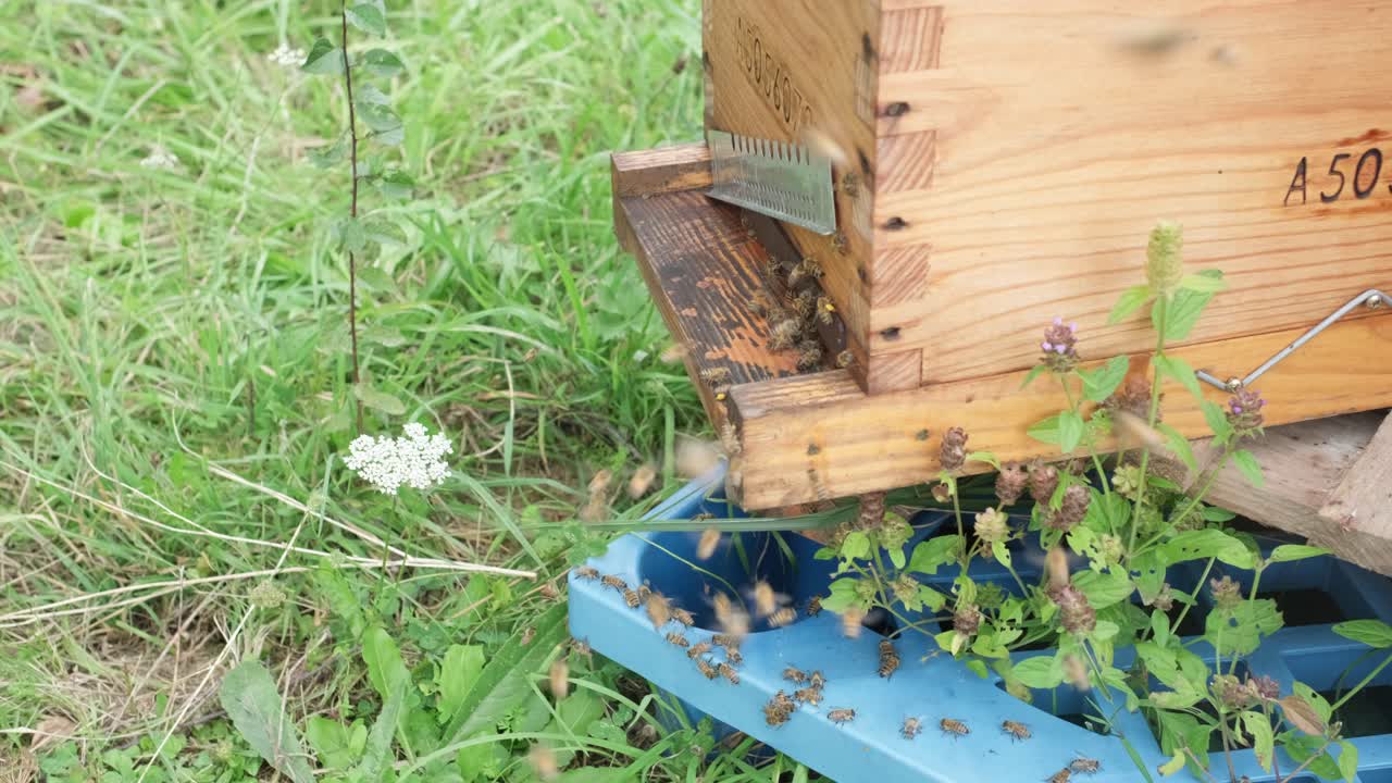 4k cámara lenta de enjambre de abejas melíferas volando alrededor de la colmena en el campo de primavera las abejas que regresan de recolectar miel vuelan de regreso a la colmena
