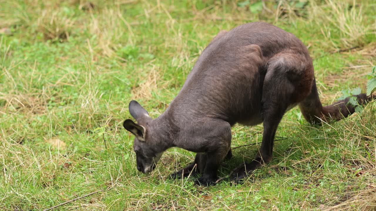Small brown kangaroo eats grass from green meadow, medium shot