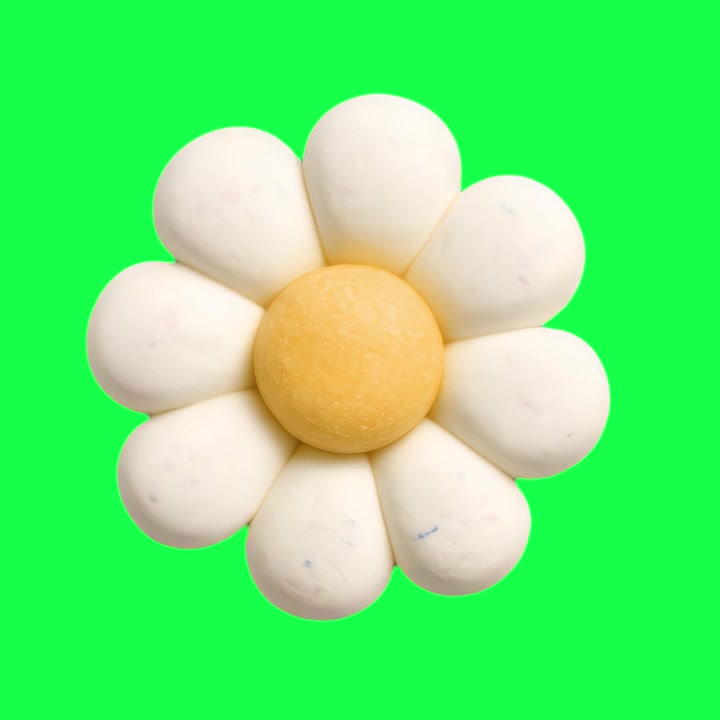 Rotating White Daisy Flower with Yellow Center on Green Screen