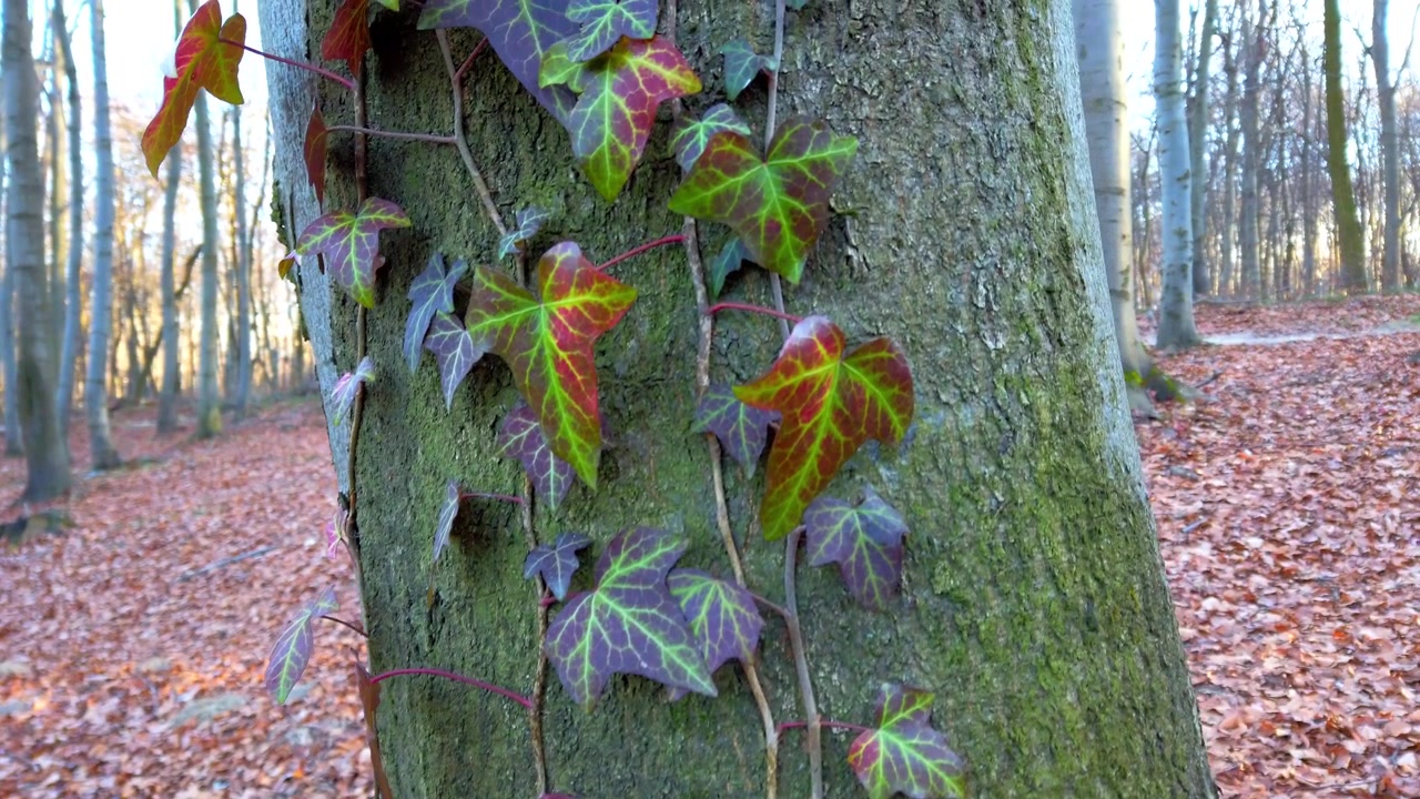 Muschio ed edera sul tronco dell'albero. Riprese nella foresta invernale