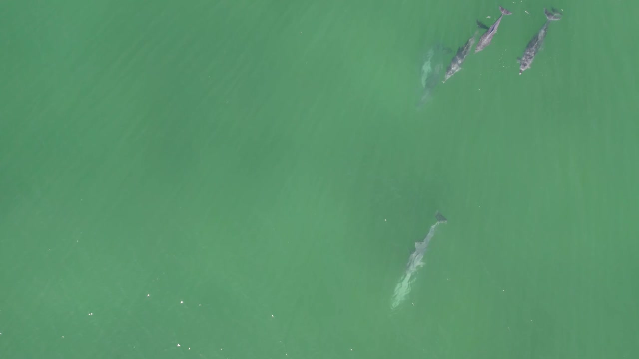 호주 qld의 청록색 바다에서 수영하는 병코 돌고래의 하향식 전망 - 드론 샷