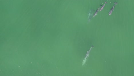 Top-Down-View-Of-Bottlenose-Dolphins-Swimming-In-The-Turquoise-Ocean-In-QLD,-Australia---drone-shot