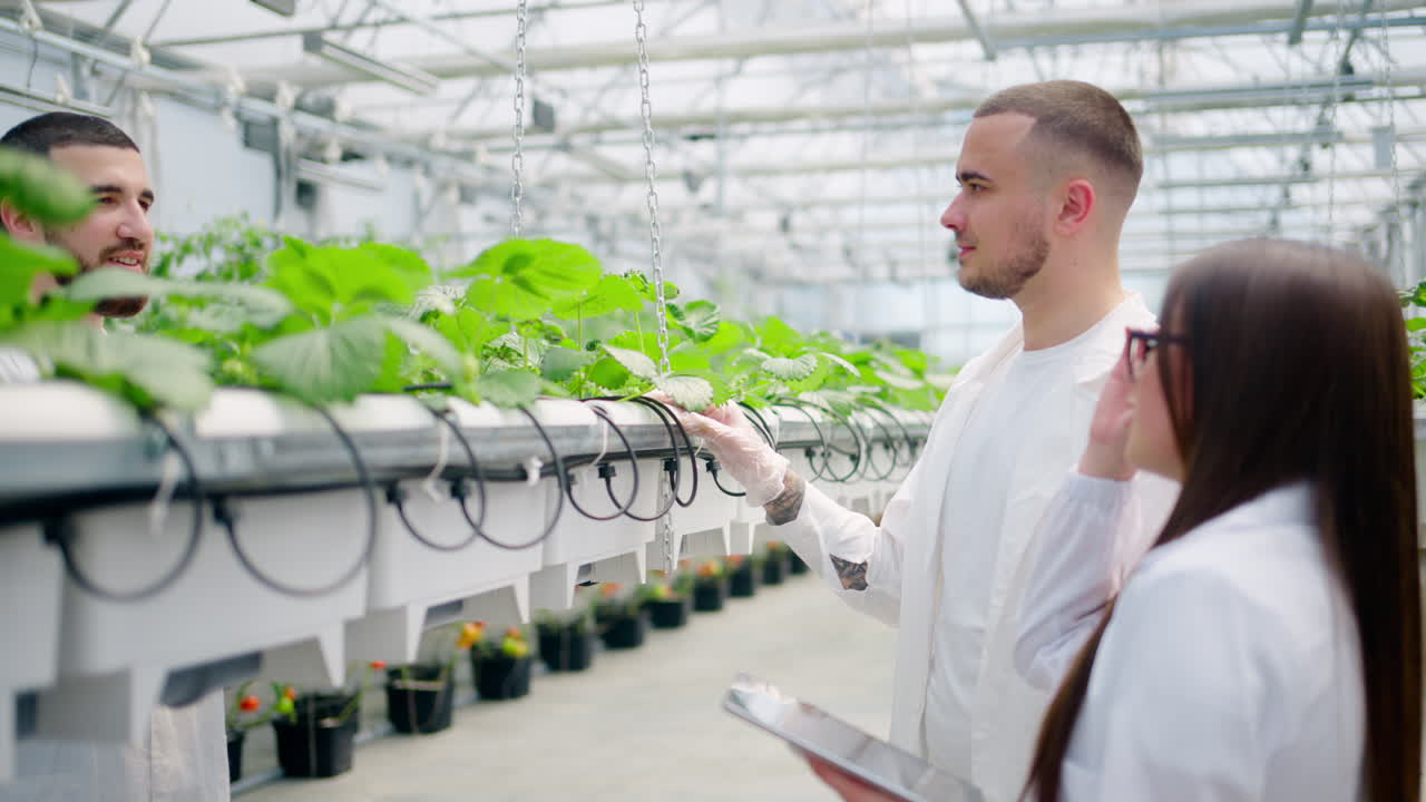 Three laboratory technicians in white coats working with wild strawberry grown with the Hydroponic method in a greenhouse