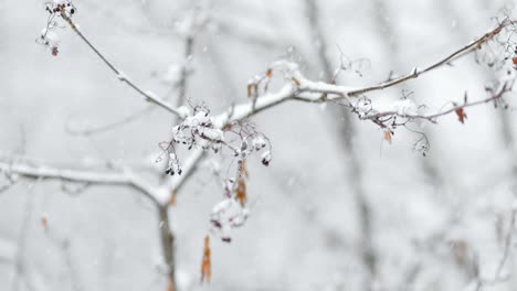 Äste-Auf-Dem-Hintergrund-Des-Schneefalls.-Schneeflocken-Fallen-In-Die-Winterlandschaft.