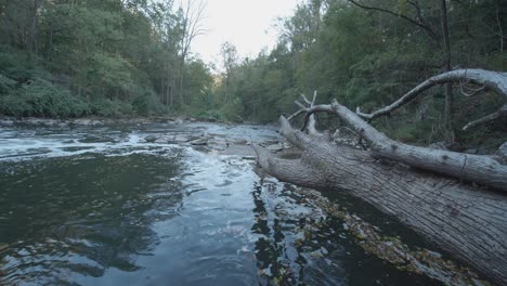 Calm-waters-of-the-Wissahickon-Creek,-fallen-tree