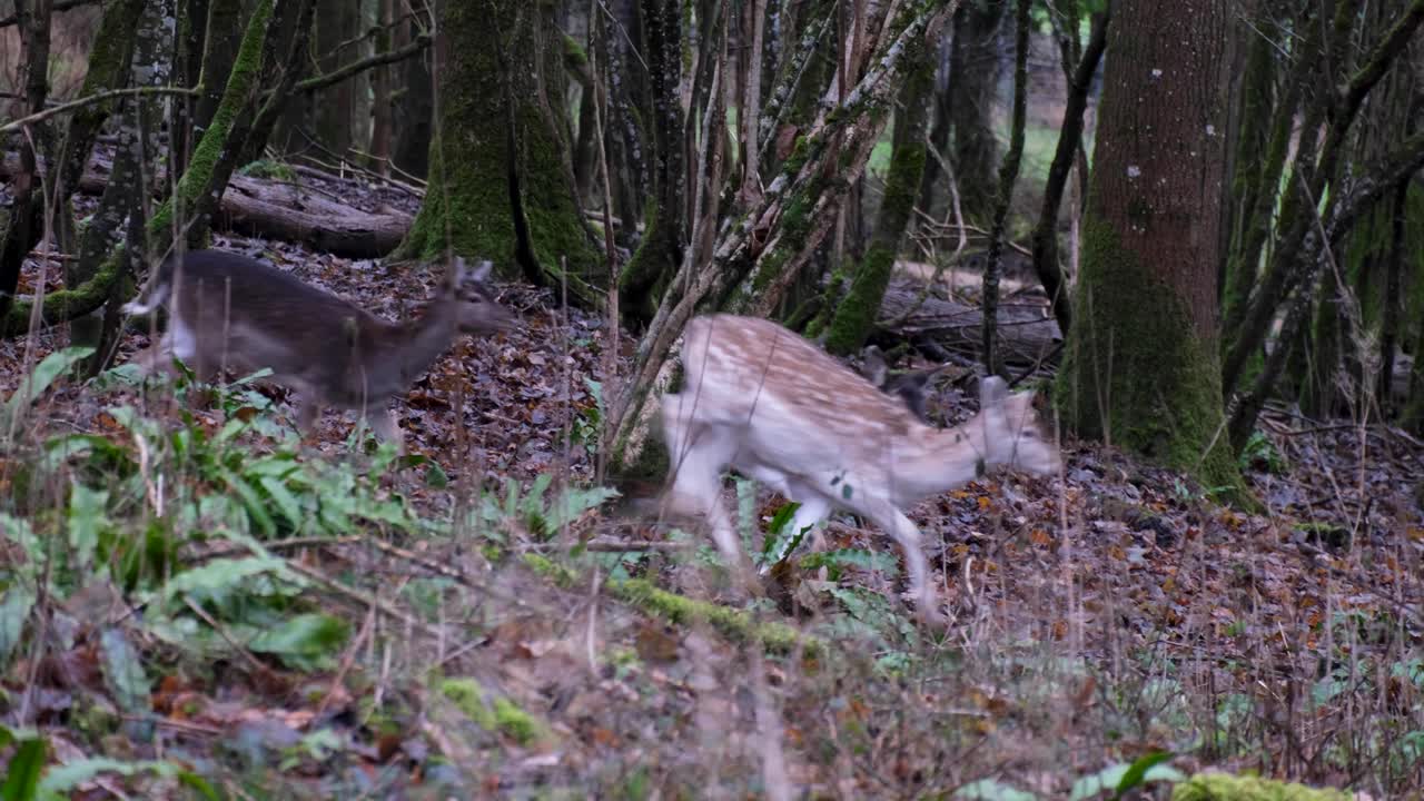 Un branco di giovani cervi che camminano e corrono attraverso una foresta boschiva selvaggia nella campagna rurale nel West Country dell'Inghilterra