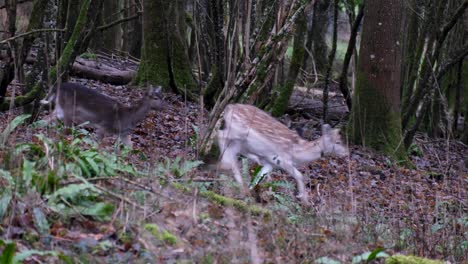 Manada-De-Ciervos-Jóvenes-Caminando-Y-Corriendo-A-Través-Del-Bosque-Salvaje-En-El-Campo-Rural-En-El-Oeste-De-Inglaterra