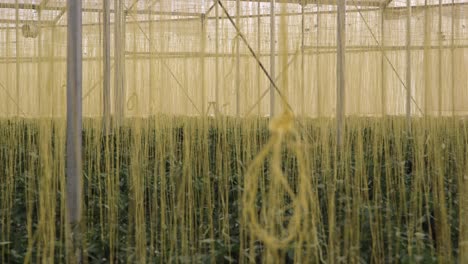 dense view of strings in greenhouse