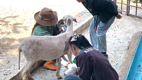 people tending to sheep in a zoo