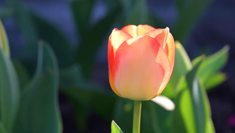 petal tulip flower blooming outdoor garden in springtime, orange colour, beautiful blossoms flower from netherlands