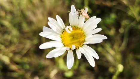 blooming leucanthemum vulgare flower