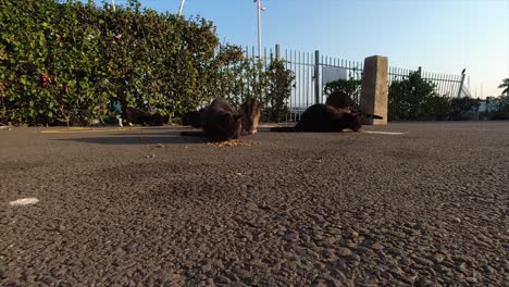 gatos negros y marrones abandonados sin hogar en un estacionamiento comiendo comida seca para gatos colocada en el suelo en un patio de botes