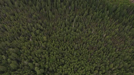 aerial view of pine trees in british columbia rainforest