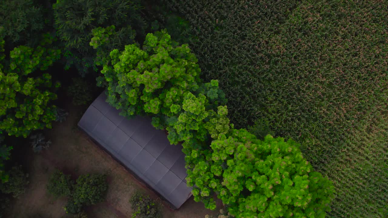 hermosos árboles en una granja durante la puesta de sol en la ciudad de moshi, tanzania