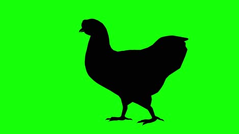 silhouette of a chicken walking, on green screen, side view