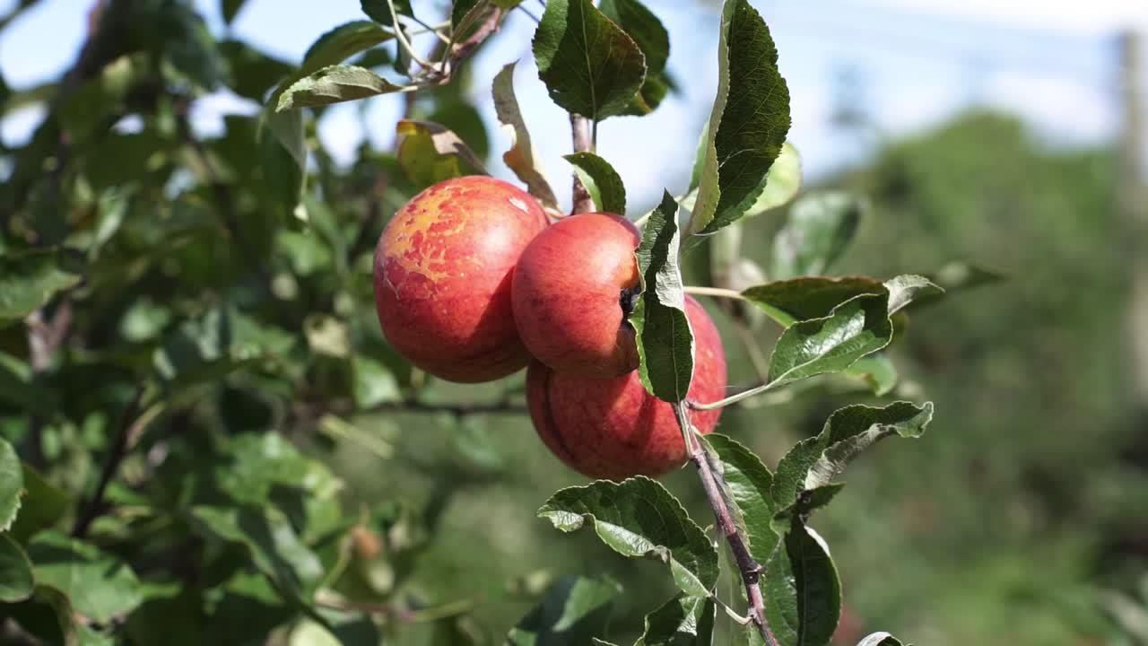 manzanas rojas colgando de las ramas en la granja del huerto en un invernadero