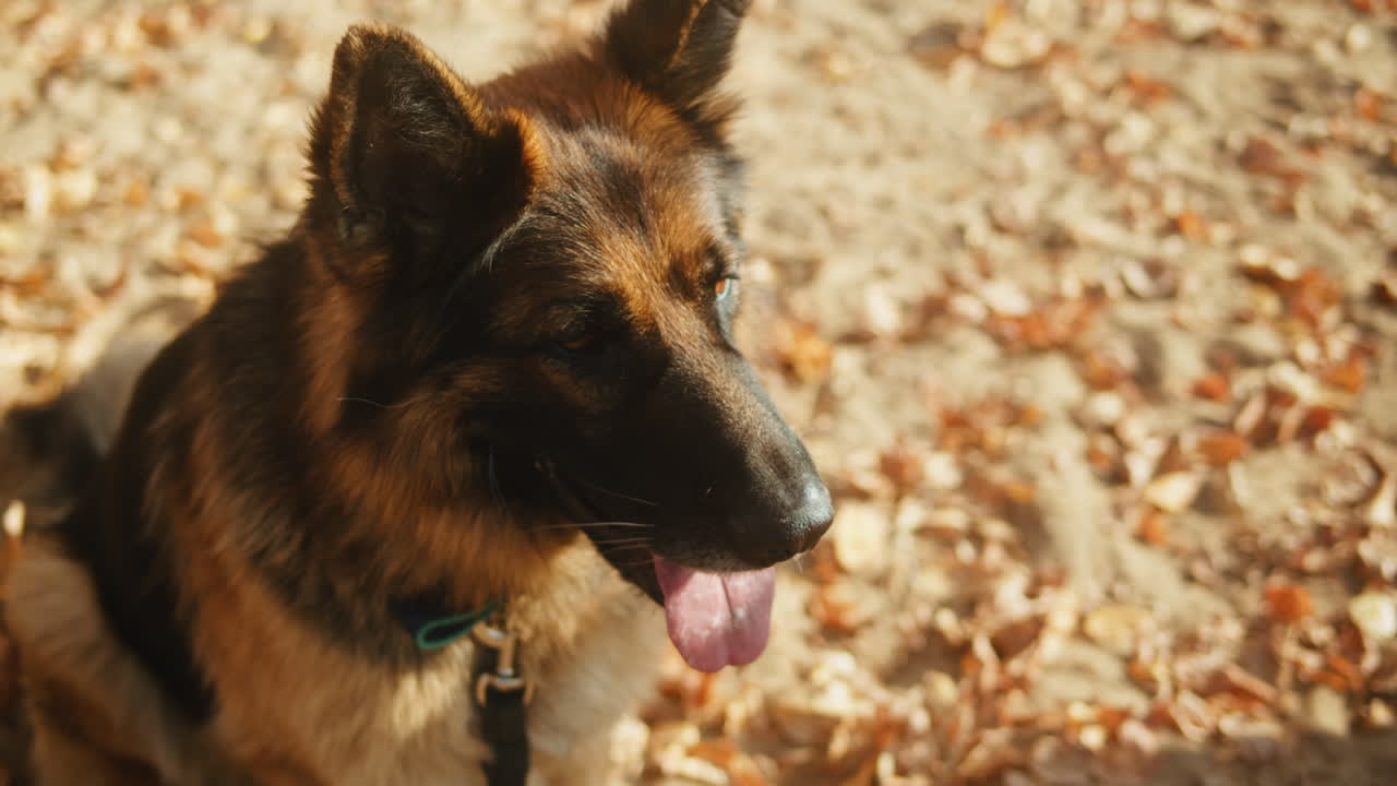 German Shepherd Dog in Autumn Park